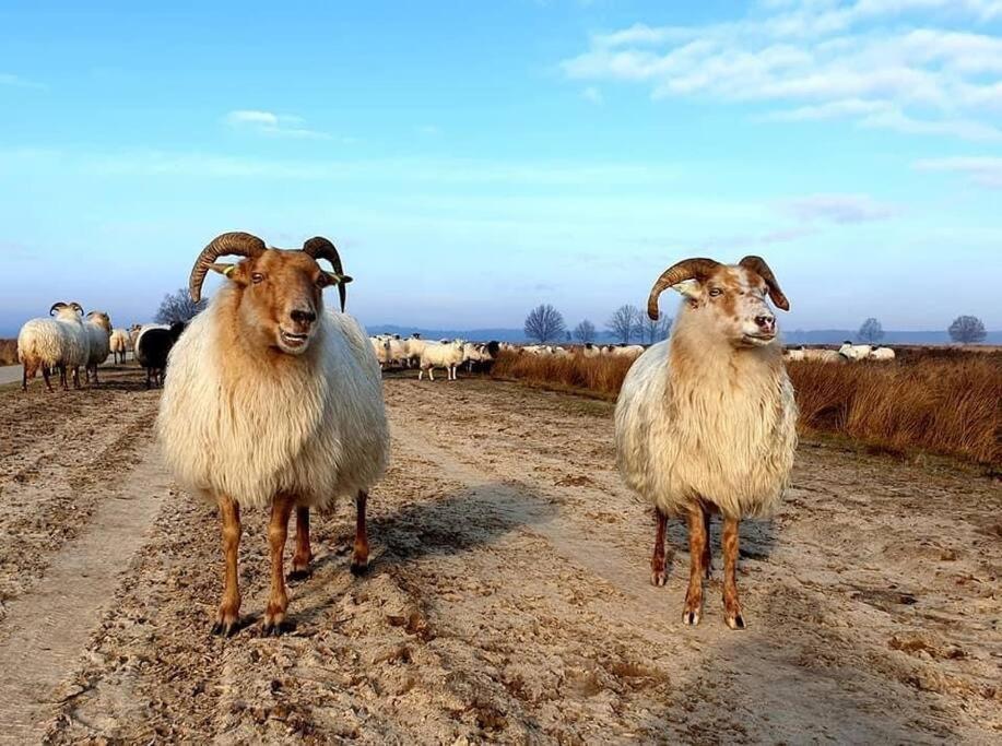 Sfeervol Chalet In Drenthe Bij Het Dwingelderveld Villa Spier Ngoại thất bức ảnh