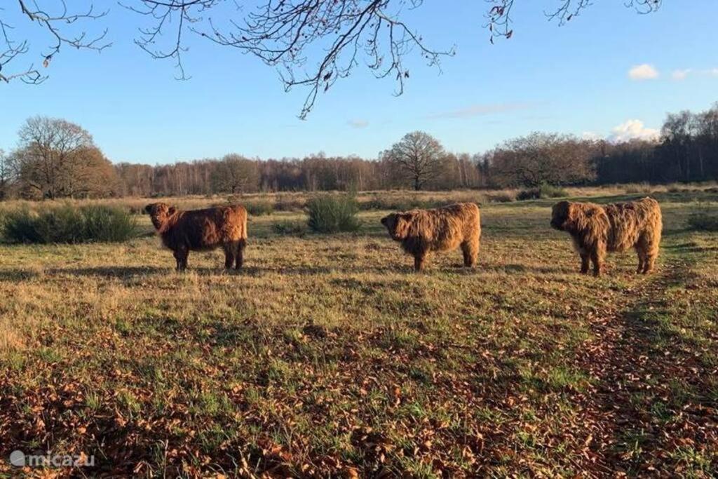 Sfeervol Chalet In Drenthe Bij Het Dwingelderveld Villa Spier Ngoại thất bức ảnh