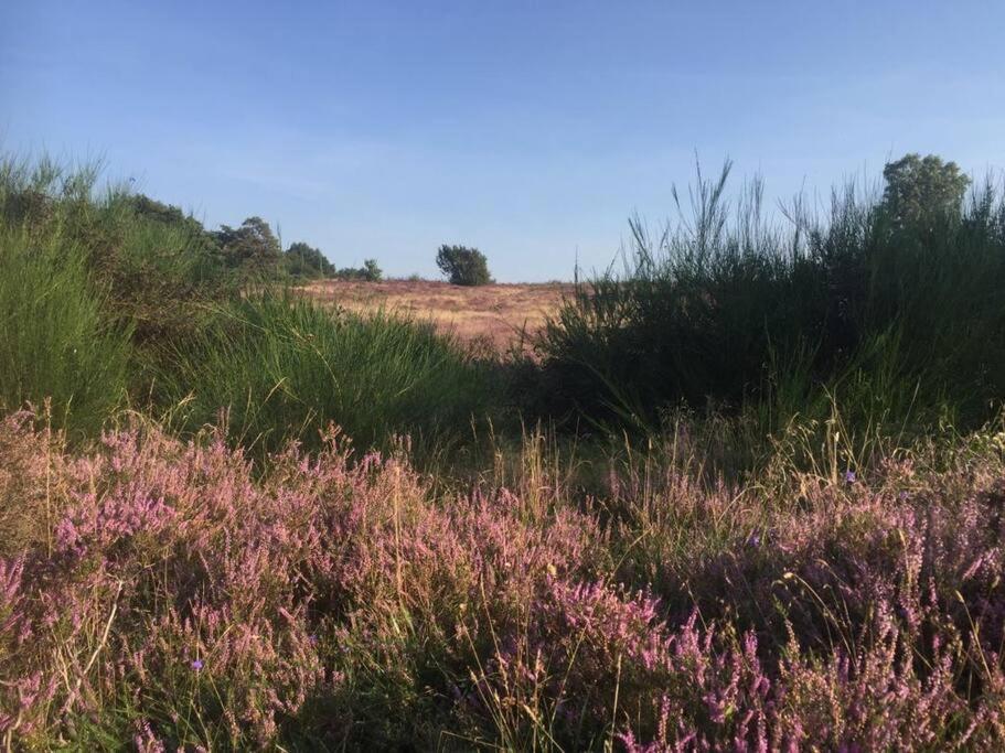Sfeervol Chalet In Drenthe Bij Het Dwingelderveld Villa Spier Ngoại thất bức ảnh