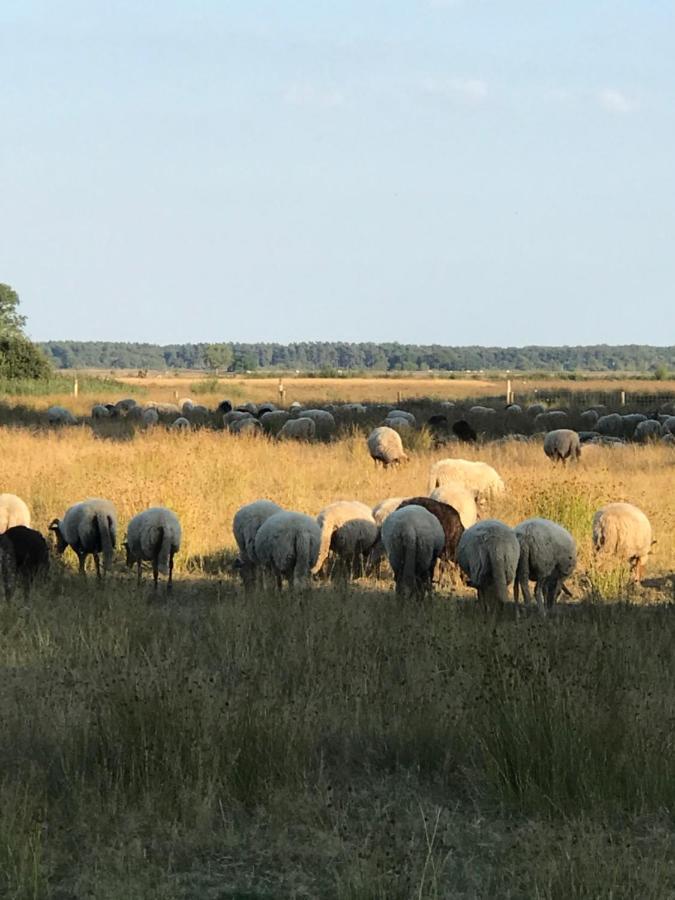 Sfeervol Chalet In Drenthe Bij Het Dwingelderveld Villa Spier Ngoại thất bức ảnh