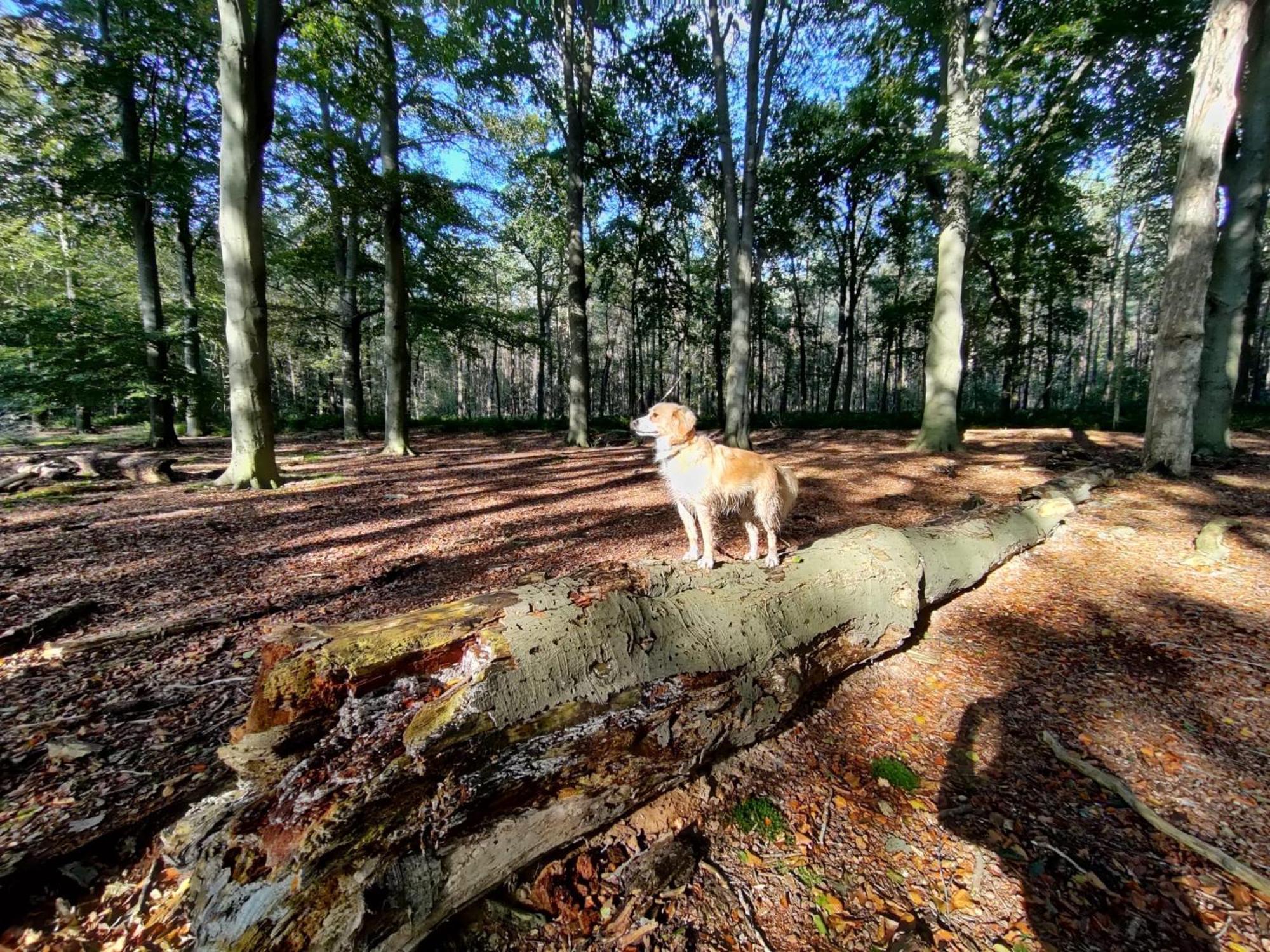 Sfeervol Chalet In Drenthe Bij Het Dwingelderveld Villa Spier Ngoại thất bức ảnh