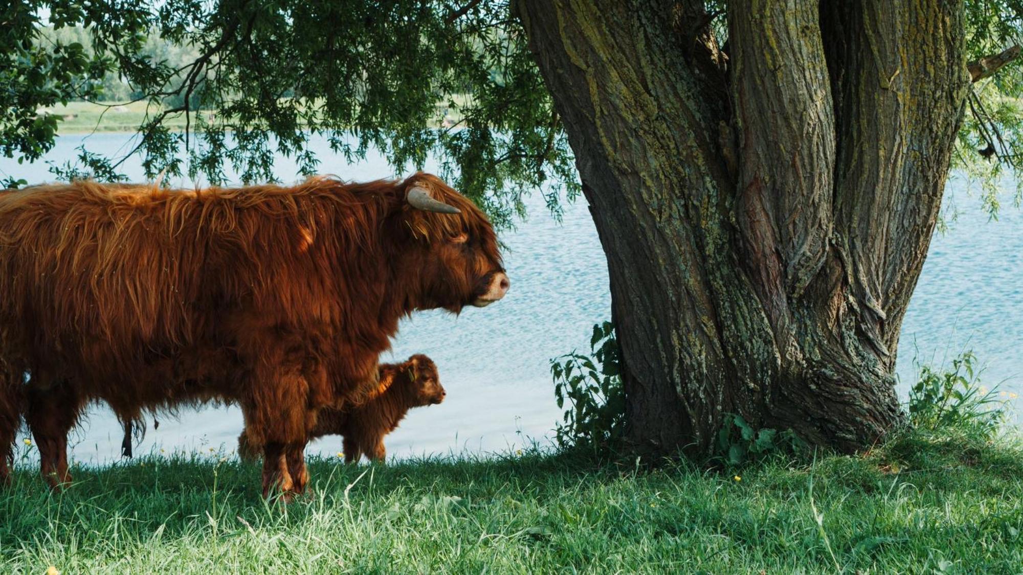 Sfeervol Chalet In Drenthe Bij Het Dwingelderveld Villa Spier Ngoại thất bức ảnh